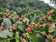 Indonesian Muhlisin (Roaster's Special)