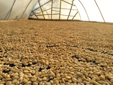 Kiwi Candy (Innovation Series)