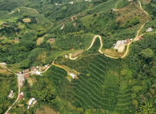 Coconut Float (Innovation Series)