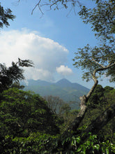 Guatemala El Bosque (Seasonal Special)