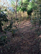 Guatemala El Bosque (Seasonal Special)